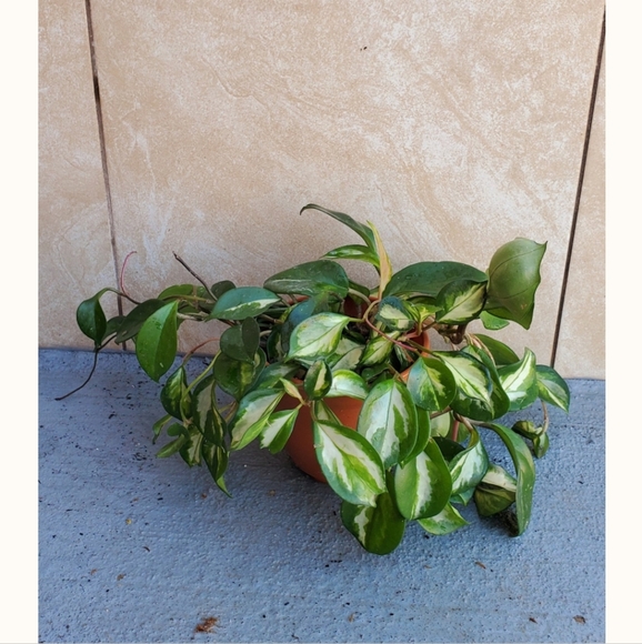 Hoya Krimson Princess 5" pot - Picture 1 of 5